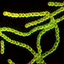 prokaryotes